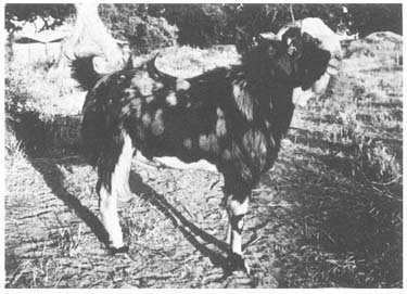 Goat Breeds SIROHI a) ADULT MALE b) ADULT FEMALE a) Distribution. Sirohi district of Rajasthan. The breed also extends to Palanpur in Gujarat. b) Numbers.