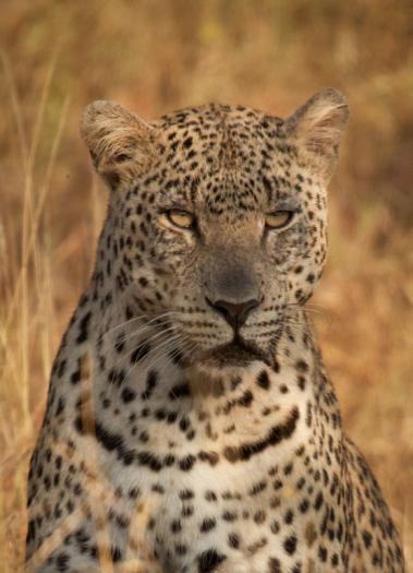 How this is most accurately done with leopards is to count the spot pattern on the top whisker line - this male has a simple 2:2 pattern with two spots almost a mirror of each other on each side of