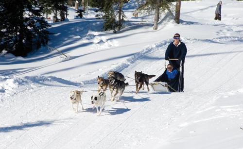 activities tour rates *per PERSON DOG SLEDDING pricing TOUR OPTIONS TOUR DAYS DEPARTURES PRICING Large Sled (max. 2 people) Capacity - 145kg/320lbs Tuesday - Thursday Saturday & Sunday.