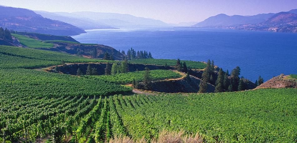 activities wine tours Why not explore the Okanagan s award wining wines while you are in the area!