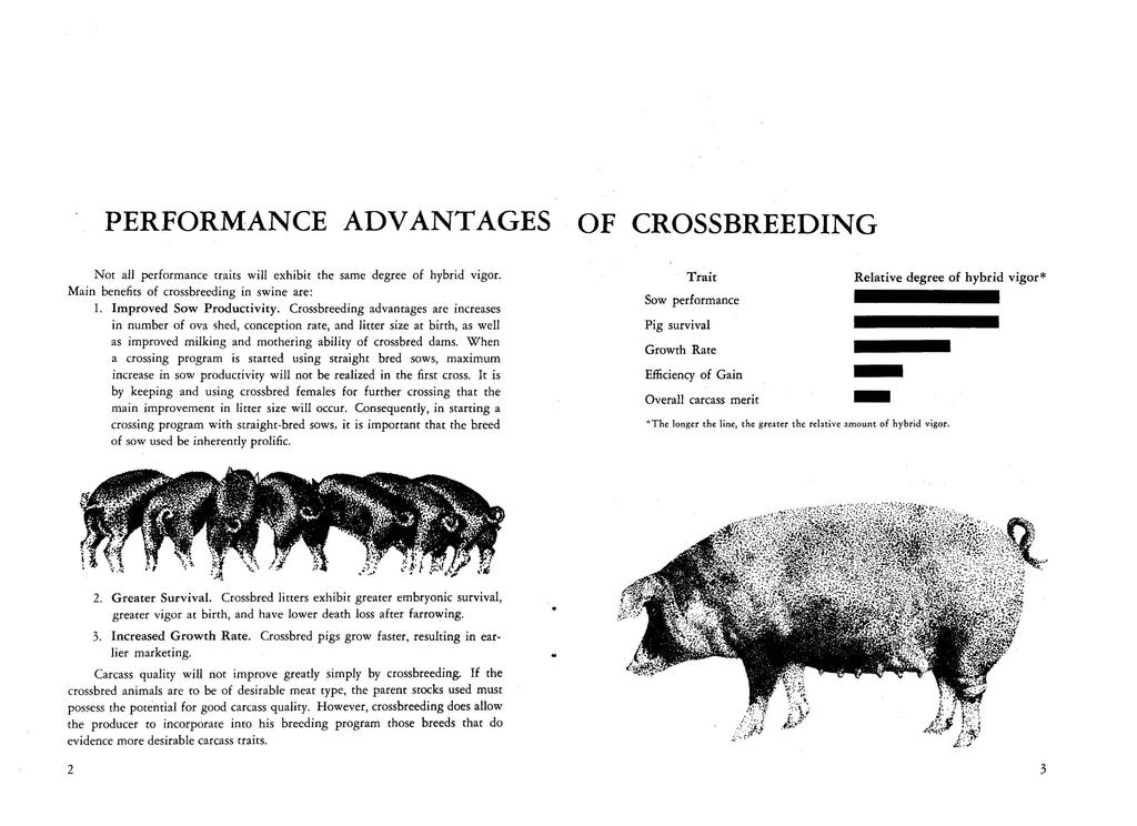 PERFORMANCE ADVANTAGES OF CROSSBREEDING Not all performance traits will exhibit the same degree of hybrid vigor. Main benefits of crossbreeding in swine are: 1. Improved Sow Productivity.