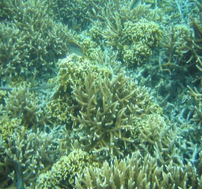 COMPONENT 2A - Project 2A2 Knowledge, monitoring, management and beneficial use of coral reef ecosystems January 27 REEF