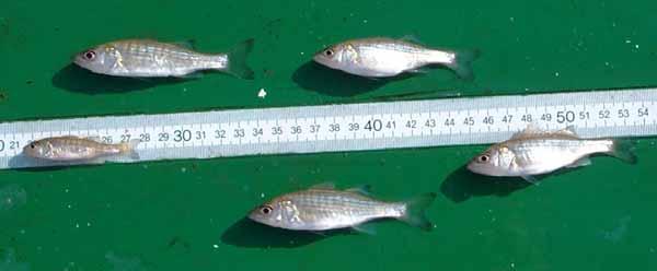 The primary target species of this survey is striped bass. In 2012, this species was the thirteenth most abundant fish caught.