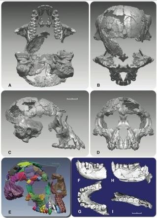 A. ramidus is a mix of ancestral and derived traits Ancestral features Chimp-sized brain Subnasal prognathism