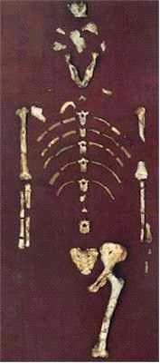 Australopithecines Australopithecus anamensis 4.2 3.9 mya, East Africa Australopithecus afarensis 3.6 3.