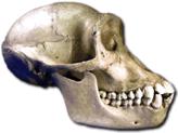 Australopithecines: ape-like faces and ape-sized brains Australopithecine brains about