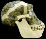 afarensis: Lower part of face protrudes (prognathic) Temporal-nuchal crest for large chewing