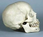 africanus: Less prognathic because smaller incisors & canines Less pneumatized bone & no