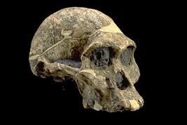 africanus-like face & teeth Derived traits Pelvis shaped like Homo