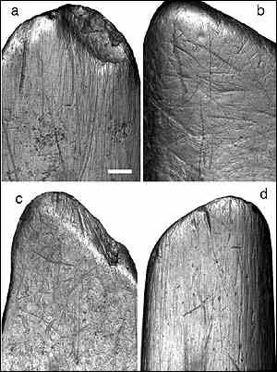 Hominins also used tools for digging (insects, tubers) Wear patterns suggest use in digging up termite mounds Fossil bone tool