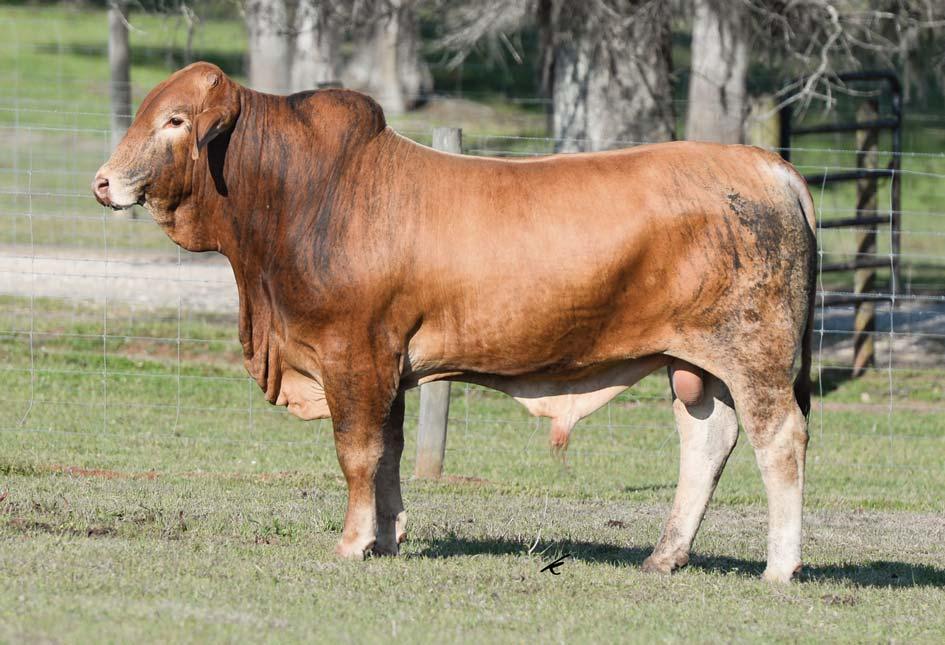 LOT 8 Southern Expectation 157C3 Red Brangus Bull :: BN C 10305430 :: 06.05.2015 :: 157C3-2.0 9 8 11 - - -0.05 0.15 0.02-0.04 - - BW: 86 lbs.