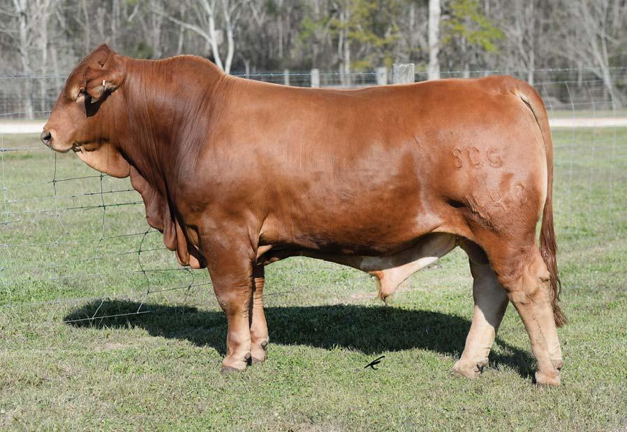 CF Sugar Britches, paternal grand sire of Lots 1 & 4. Southern Farrah 0100, dam LOT 1 Southern S Britches 448 PB Beefmaster Bull :: C1063219 :: 11.15.