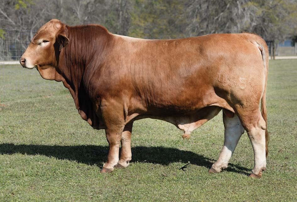 LOT 3 Southern Lady s Man 455 PB Beefmaster Bull :: C1056774 :: 11.21.2014 :: 455 Here is another moderate framed Ladys Man son that is dog gentle and real easy going.
