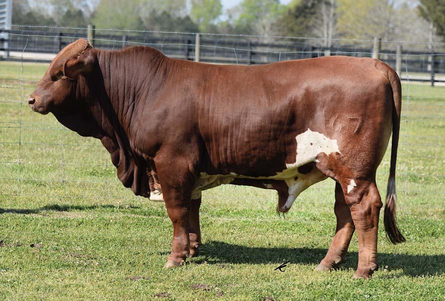 CF Sugar Britches, paternal grand sire of Lots 1 & 4. Red Vanna, dam LOT 4 Southern S. Britches 467 PB Beefmaster Bull :: C1056776 :: 12.04.