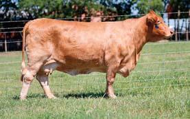 This purebred Beefmaster bull is bred to be a great one! Take a look at his sire and dam and you will see why he is so good.