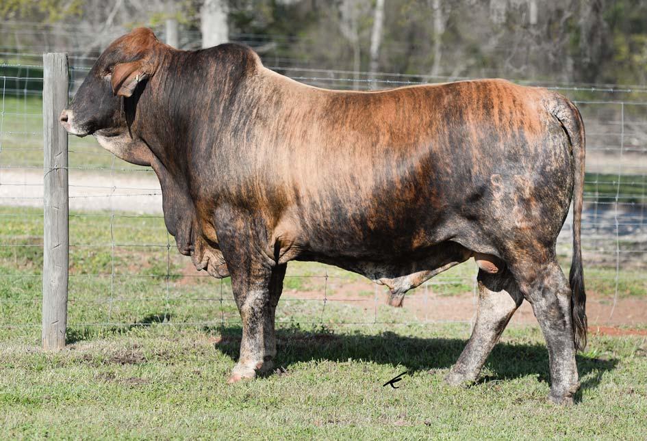 LOT 6 Southern Expectation 157C2 Red Brangus Bull :: BN C 10605429 :: 06.03.2015 :: 157C2-2.12 13 12 10 - - 0.0 0.19 0.02-0.04 - - BW: 85 lbs.
