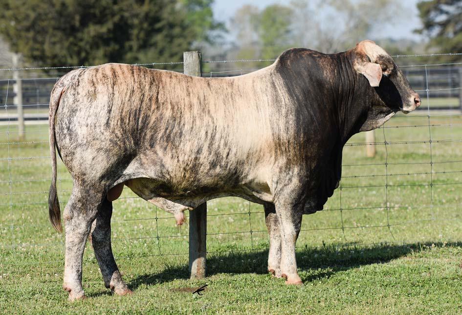 LOT 7 Southern Expectation 157C Red Brangus Bull :: BN C 10305428 :: 06.01.2015 :: 157C - 3.4 12 12 10 - - -0.04 0.16 0.02-0.04 - - BW: 95 lbs.