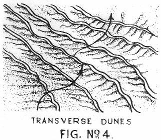 Transverse dunes: these are product of moderate, one way winds which move