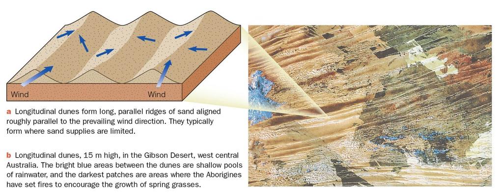 Wind Deposits Dune Types Longitudinal Dunes - Long, parallel ridges of sand aligned generally parallel to