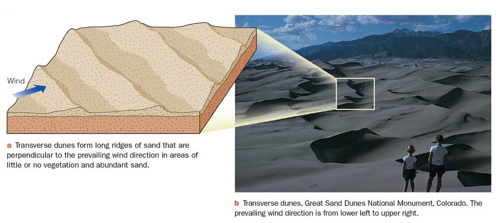 Wind Deposits Dune Types Transverse Dunes - Found in areas