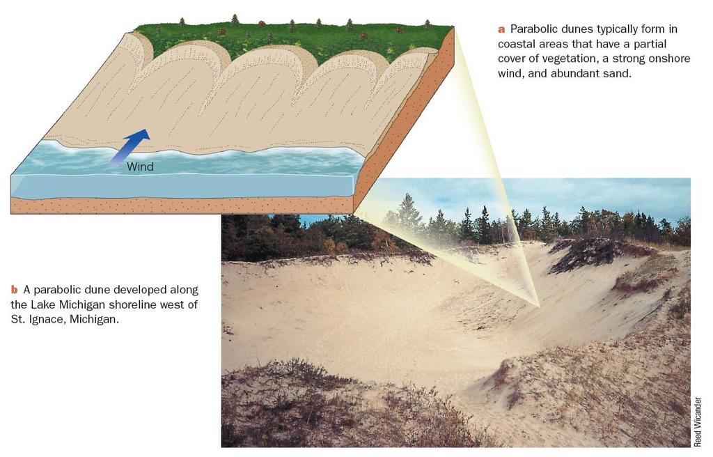 Wind Deposits Dune Types Parabolic Dunes - Common in coastal areas
