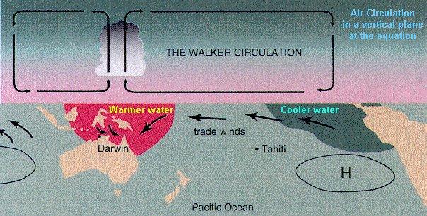 Walker Circulation "Normal" Walker circulation The warmest water in the Pacific surrounds Indonesia at the equator.