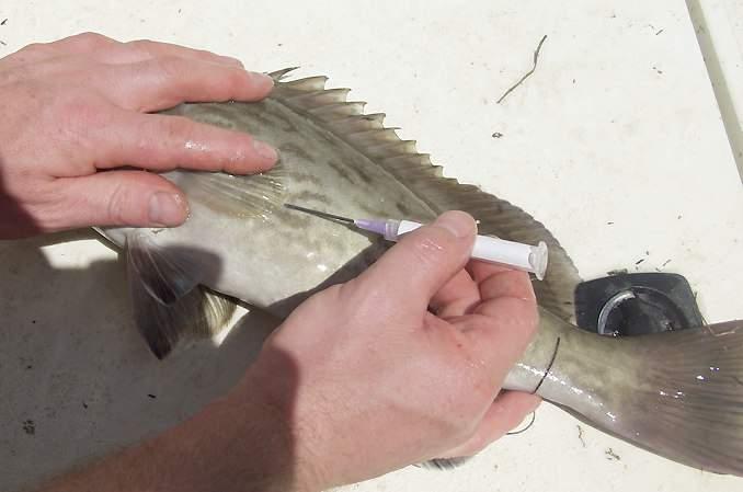 Venting Techniques Hold fish gently, but firmly on side Insert venting tool at 45 angle,
