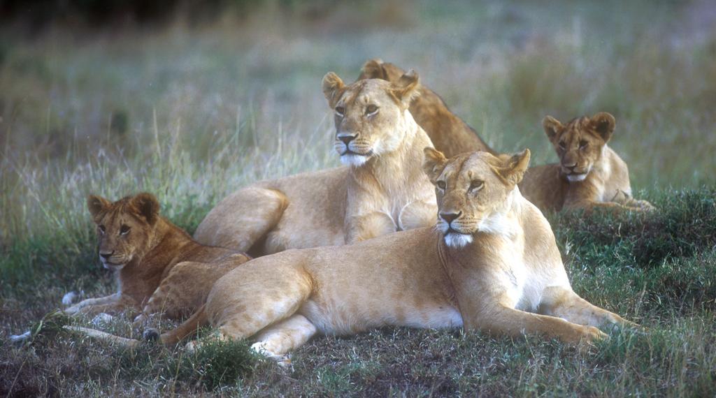 Kenya with Kids DAY BY DAY ITINERARY family safari with private guide 888.658.7102 info@deeperafrica.