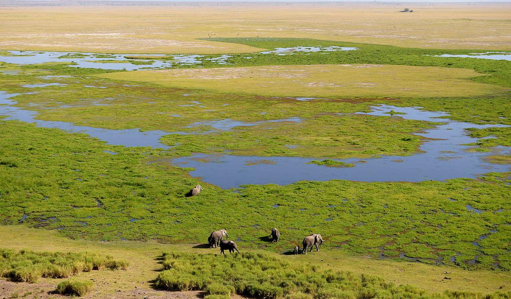 DAY 4 AMBOSELI SERENA SAFARI LODGE AMBOSELI NATIONAL PARK Most of Amboseli is open savanna country and that means good visibility for wildlife viewing.