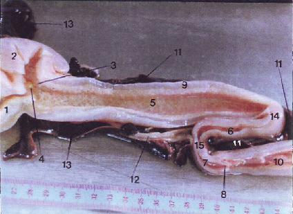 Junction of the swim bladder and proventricle; 10: Junction of the proventricle and gizzard; 11: Pylorus; 12: Liver; 13: Swim bladder; 14: Spleen; 15: Pancreas; 16: Heart Figure 4: Small intestine,