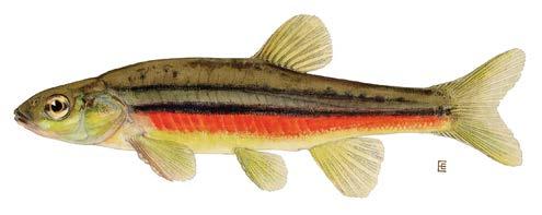 reported that by 1962 this fish, once common throughout eastern South Dakota, was becoming quite rare. Reported from the North Fork of the Yellowbank River in 2004, but no other observations since.