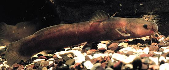 Catfish Tadpole Madtom (picture by Konrad Schmidt) Northern Redbelly Dace (artwork provided by the New York State Department of Environmental Conservation) Northern Redbelly Dace (Phoxinus eos) McCoy