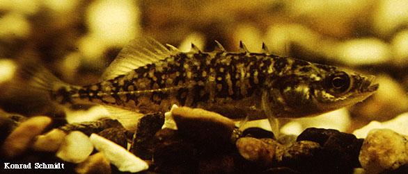 The mudminnow is hard to capture in seines and other types of nets due to its habit of burrowing into the sediment when disturbed.