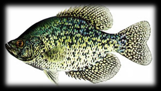 Excerpt from Fish Species Section Crappies In most areas of the country both black and white crappie are most accessible in the early spring.