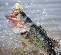 Eat or be Eaten: Largemouth Bass Immature Largemouth Bass feed on zooplankton and aquatic insects As they grow their diet shifts to crayfish and other fish species Sunfish are the food of choice for