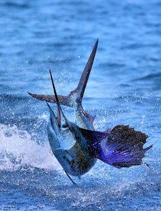 Eat or be Eaten: Sailfish Sailfish often eat fish such as mackerels, sardines, and anchovies, as well ascephalopods Sailfish that