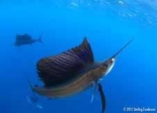 What do they look like: Sailfish Sailfish caught while trophy fishing have measured up to 11.
