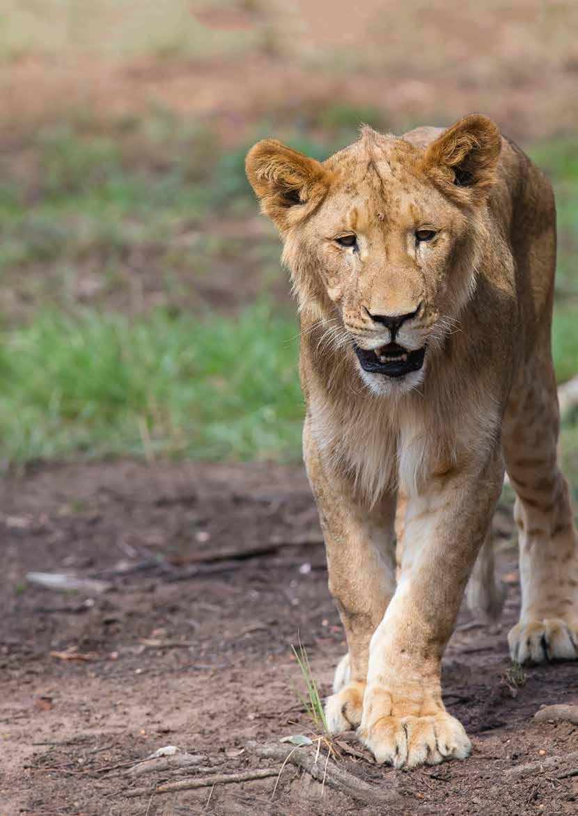 WILD THREATS The King of the jungle, the majestic lion is regionally extinct in 7 African countries.