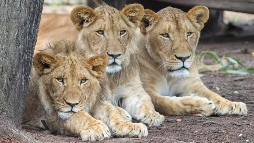 Photo: Rick Stevens LIONs Taronga Taronga Western Plains Zoo is home to a pride of 8 lions: father Lazarus, mother Maya, two sub adult female cubs Makaeba and Zuri born in February 2015, and four