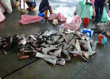 3 CANADA: Department of Fisheries and Oceans investigates possible shark finning. A 24 July 2013 article included pictures of fishermen posing alongside dead porbeagle sharks (L.