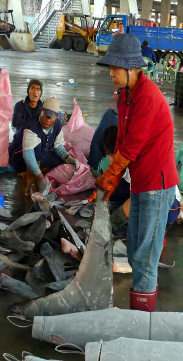 4 MARSHALL ISLANDS: Marshall Islands dispose of confiscated shark fins.