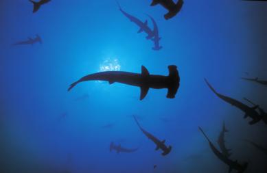 5 International News European Union increases shark protection under new regulation: A 6 June 2013 article reported that the European Union banned shark finning by all EU-registered vessels and all