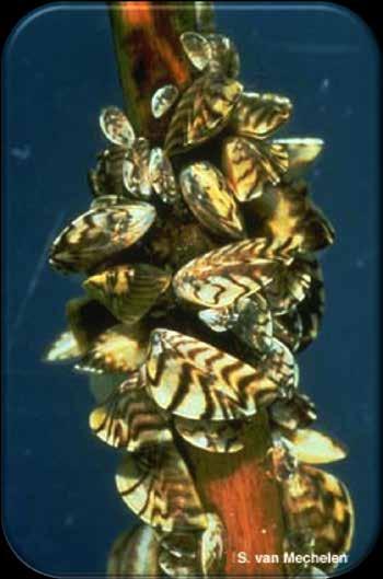 Zebra Mussels Ballast water introducaon to the Great Lakes in 1980 s Present in 183 waterbodies (April 2015) A`ach to any hard