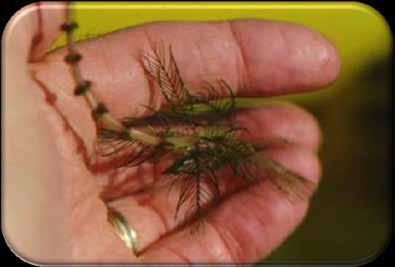 Eurasian Water-milfoil First found in WI in