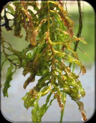 Curly-leaf Pondweed Accidentally introduced as aquarium plant (1880s) Fairly widespread in 538 waterbodies (April 2015) AcAve very early in