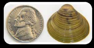 Asian Clam Ridges pronounced & evenly spaced NaAve to China, Korea, & southeastern