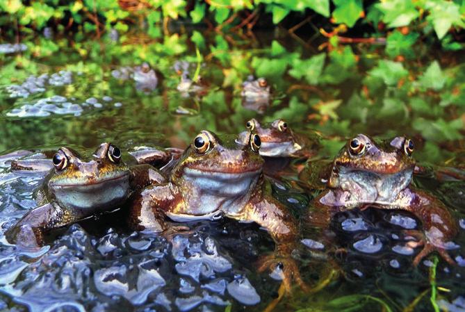 Frogs and toads also move differently: frogs jump away from danger using their long, stripy legs, while toads crawl away when they feel threatened.