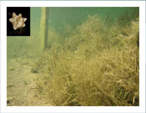 How might starry stonewort affect a lake?