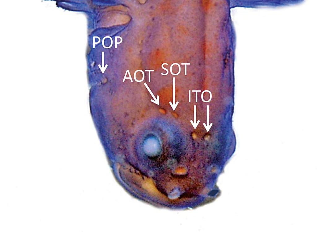 forward to below posteroventral edge of preoperculum; pattern of cephalic sensory pores and papillae as shown in Fig.