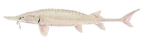 Maximum known age is 67 years for females and 30 years for males. Shortnose sturgeon meat is of good quality and eggs are suitable for caviar.